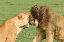 Sư tử cái bất ngờ giết chết “bạn đời” của mình tại sở thú Mỹ