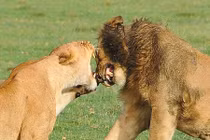 Sư tử cái bất ngờ giết chết “bạn đời” của mình tại sở thú Mỹ