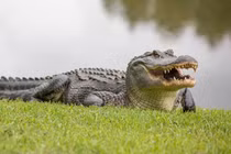 Tử vong vì liều mạng "vuốt ve", chụp ảnh với cá sấu