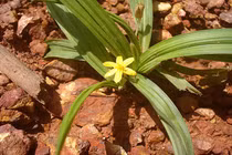 Cho chồng uống rễ cây độc vì tưởng là "viagra" tự nhiên