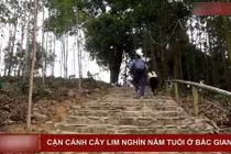 Video: "Đại thần mộc" nghìn năm tuổi ở Bắc Giang, không ai dám chặt