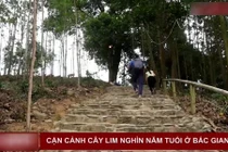 Video: "Đại thần mộc" nghìn năm tuổi ở Bắc Giang, không ai dám chặt