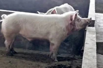 Lợn sổng chuồng cắn chết người đàn ông Trung Quốc