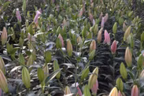 Lão nông bỏ lúa trồng hoa thu nhập khủng