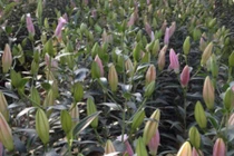 Lão nông bỏ lúa trồng hoa thu nhập khủng