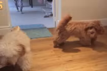 Video: Bối rối vì những pha tai nạn do "boss" gây ra