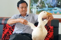 Video: Lạ đời, chú vịt "lẽo đẽo" đi sau chủ như thú cưng ở miền Tây