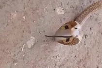 Kinh dị rắn hổ mang bị con rắn khác làm tổ trong mũi