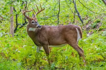 Video: Kết cay đắng của “nai vàng ngơ ngác“