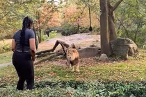 Video: Cô gái liều mạng trèo vào chuồng trêu ghẹo 'chúa sơn lâm'