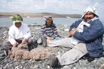 Sốc với giá của loài vịt có bộ lông đắt nhất thế giới