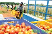 Tuyệt chiêu trồng hiệu quả của chủ vườn cà chua tiền tỷ