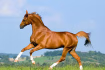 Top con giáp chỉ cần cười là vận may ào ạt tới