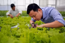 7x thu hàng tỷ đồng mỗi năm nhờ trồng rau 