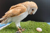 Cú đực đẻ trứng khiến nhân viên hết hồn