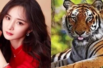 4 con giáp hỷ tín tới nhà, tiền bạc chật két trong 150 ngày tới