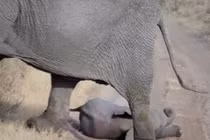 Video: Voi mẹ xử lý đi vào lòng người khi voi con ăn vạ