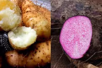 3 loại củ là “thần dược” mùa đông rất nhiều người đang lãng quên