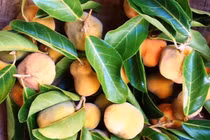 Quả lạ trên rừng chín rộ đổ về Hà Nội, mua cả rổ về ăn