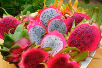 Sốt xuất huyết: Nên dùng thanh long, lá đu đủ