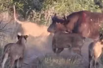 Video: Bị 7 sư tử cắn xé, trâu rừng được 500 anh em giải cứu