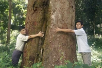 Chuyện huyền bí về rừng lim trăm tuổi khiến lâm tặc tởn tới già