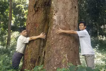 Chuyện huyền bí về rừng lim trăm tuổi khiến lâm tặc tởn tới già