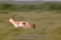 Video: Báo săn hùng hổ vồ linh dương, không ngờ bị con mồi húc cả thủng bụng