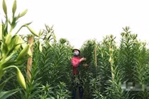 Tất bật thu tiền nhờ "cơn sốt" hoa loa kèn nở sớm đổ bộ Hà thành