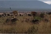 Video: Sư tử đực bay người, hạ gục hà mã trong chớp mắt