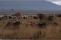 Video: Sư tử đực bay người, hạ gục hà mã trong chớp mắt