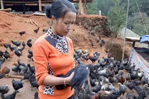 Tuyệt chiêu nuôi gà đen bán Tết của gái Mông 9x