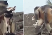 Video: Khỉ kéo chó lên nóc nhà để thả xuống trả thù