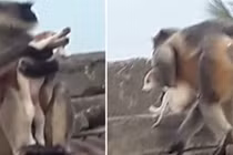 Video: Khỉ kéo chó lên nóc nhà để thả xuống trả thù