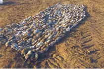 Video: Người nông dân mang theo "biệt đội chó" ra cánh đồng và cái kết