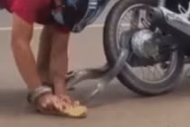 VIdeo: Thấy con rắn quấn vào bánh xe, người đàn ông liều lĩnh làm điều này