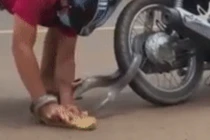 VIdeo: Thấy con rắn quấn vào bánh xe, người đàn ông liều lĩnh làm điều này