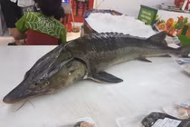 Loại cá đặc sản bán chợ mạng giá siêu rẻ, người dân tranh thủ ăn sang