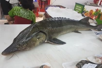 Loại cá đặc sản bán chợ mạng giá siêu rẻ, người dân tranh thủ ăn sang