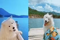 Đi du lịch phải check-in cùng thú cưng mới 'trendy'