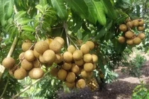 Nhãn giá rẻ bán tràn lan trên Facebook