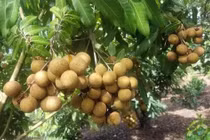 Nhãn giá rẻ bán tràn lan trên Facebook