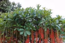 6 loại cây trồng trước cửa nhà tăng lộc khí giàu có, con cái hiếu thuận