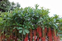 6 loại cây trồng trước cửa nhà tăng lộc khí giàu có, con cái hiếu thuận