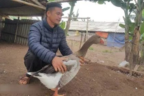 Ngỗng trời giá tiền triệu, chưa Tết đã “cháy” hàng