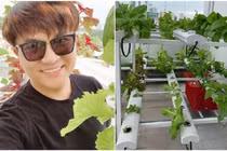 Vườn rau ngập thực phẩm sạch của MC Đại Nghĩa