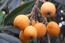 Trồng quả lạ lẫm với người Việt, thu hơn nửa tỷ đồng mỗi năm