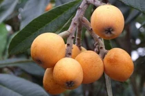 Trồng quả lạ lẫm với người Việt, thu hơn nửa tỷ đồng mỗi năm