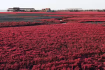 Bãi biển đỏ rực như bể máu khiến du khách không dám nhúng chân