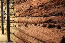 Cây thông hé lộ nguyên nhân diệt vong nền văn minh 3.500 năm tuổi